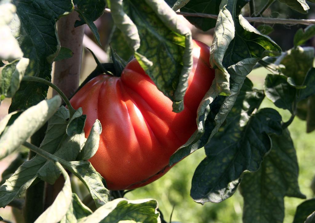 알비아노디브레 Agriturismo Cascina Mariale 빌라 외부 사진