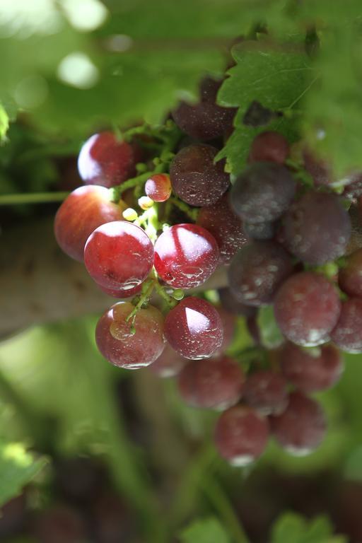 알비아노디브레 Agriturismo Cascina Mariale 빌라 외부 사진